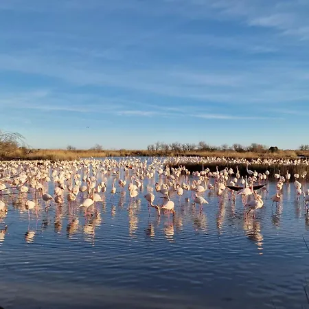 Apartment Le Flamant Rose - Climatise Et A 200 M De La *